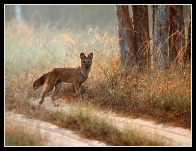 Wild Dog