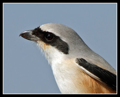 Long Tailed Shrike