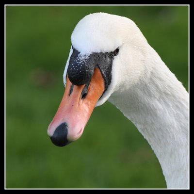Mute Swan Close Up