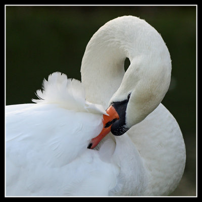 Mute Swan Preening