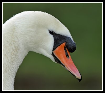 Mute Swan Profile