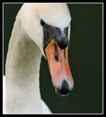 Mute Swan Portrait