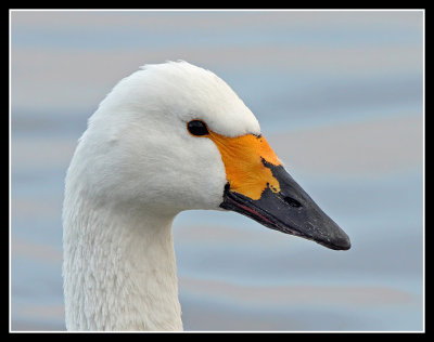 Bewicks Swan in profile