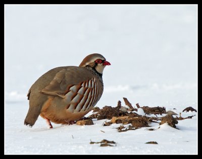 Red Legged Partridge