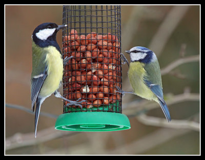 Great and Blue Tits