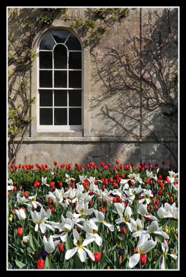 Tulips and Window, Dyrham Park