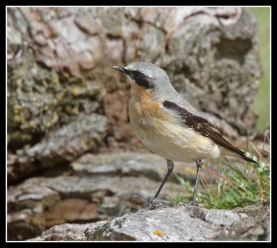 Greenland Wheatear