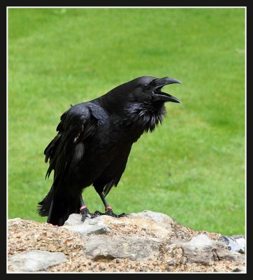 Raven, Tower of London