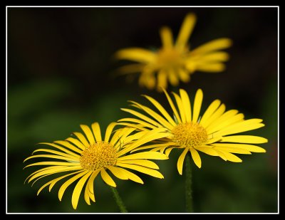 Yellow Flowers, Courts Garden