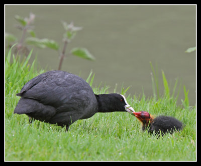 Coot and Chick