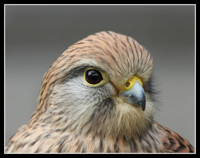 Kestrel