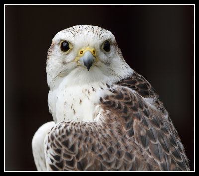 Saker Falcon