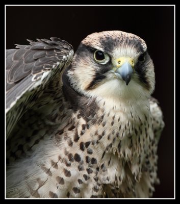 Lanner Falcon