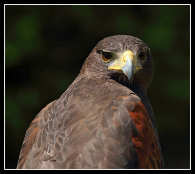 Harris Hawk