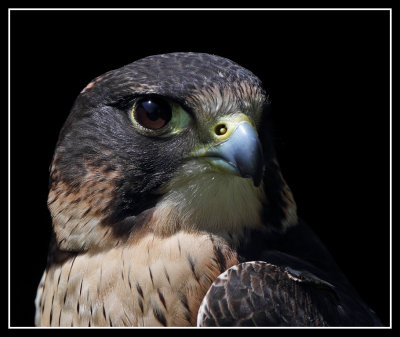 Peregrine Falcon