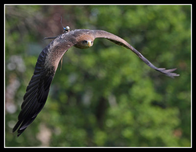 Yellow Billed Kite