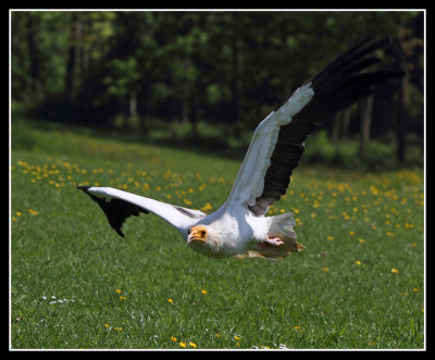 Egyptian Vulture