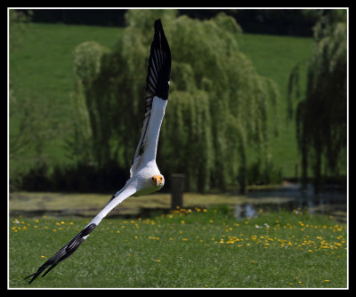 Egyptian Vulture