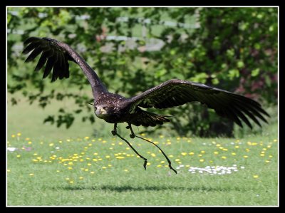 Bald Eagle