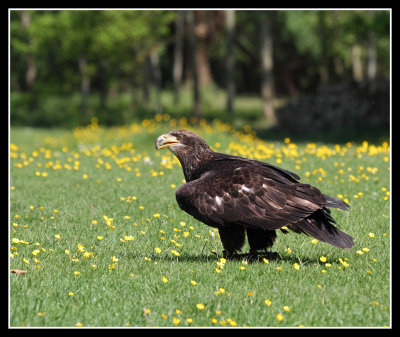 Bald Eagle