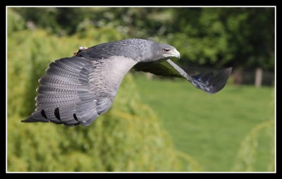 Grey Buzzard Eagle