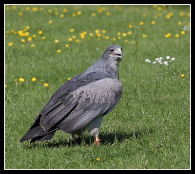 Grey Buzzard Eagle