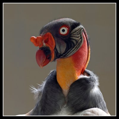 King Vulture