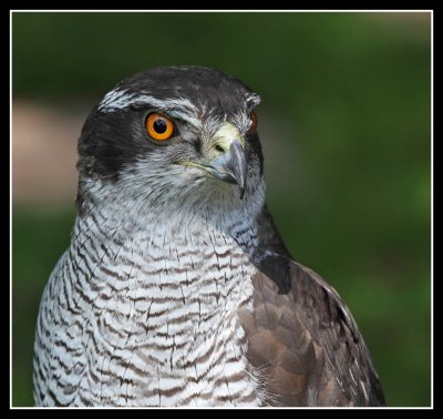 Goshawk