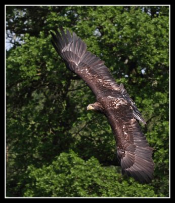 Bald Eagle