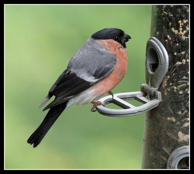 Bullfinches