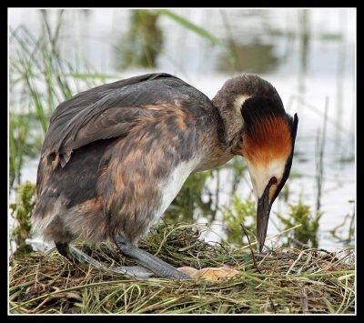 Great Crested Grebe on nest