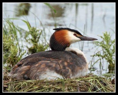 Great Crested Grebe on nest