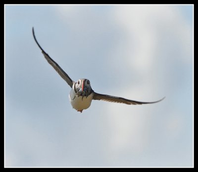 Puffin in flight