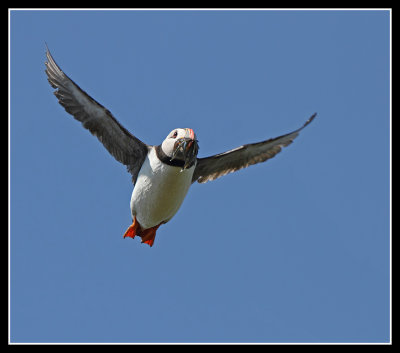 Puffin in flight