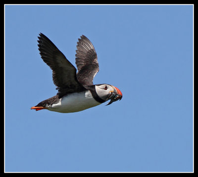 Puffin in flight