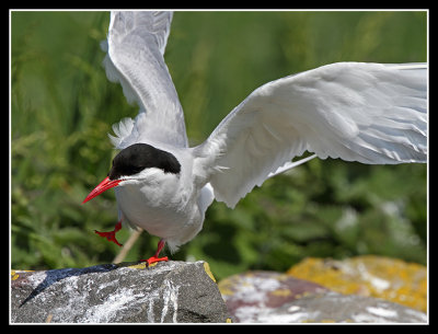 Dancing Arctic Tern