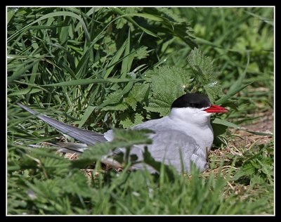 Arctic Tern on nest