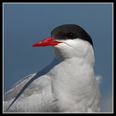 Arctic Tern close up
