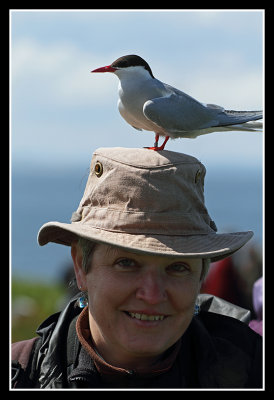 Katie's Tern