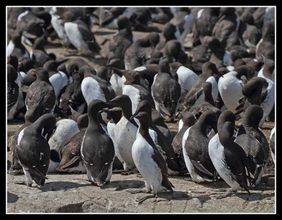 Guillemots
