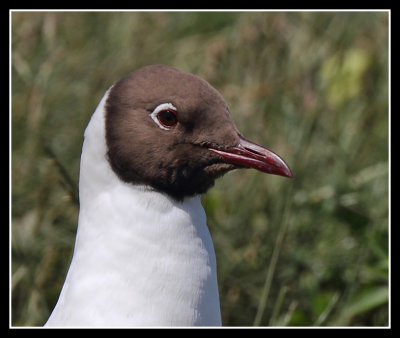 Black Headed Gull Close Up