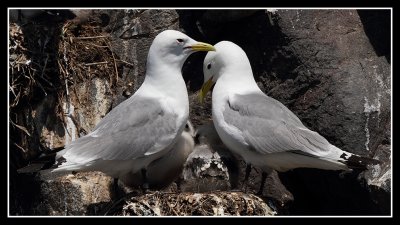 Kittiwake family