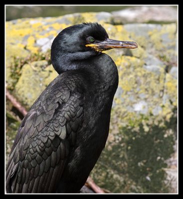 Shag
