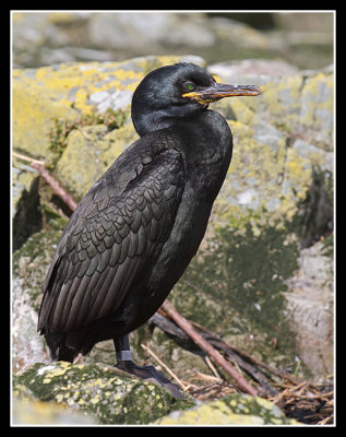 Shag