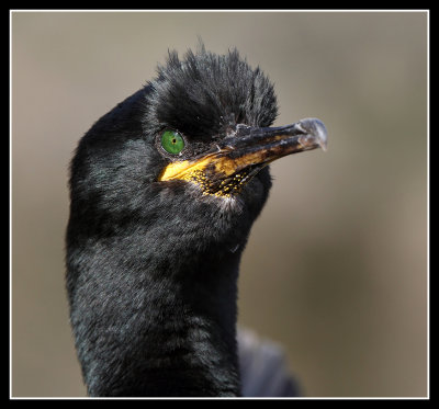 Shag close up