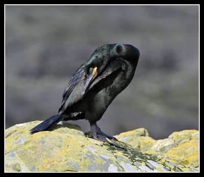 Shag