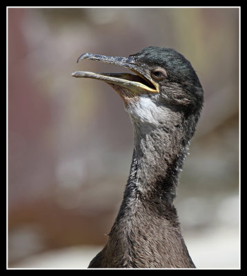 Young Shag