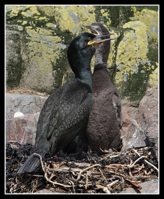 Parent and young Shag