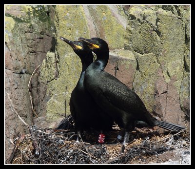 Shags on nest