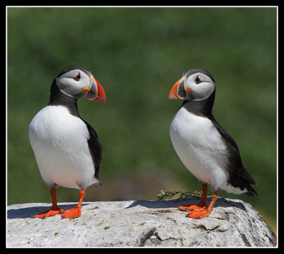 Puffins 